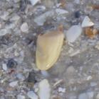 Bonita Beach Shell