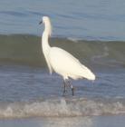 Snowy Egret in the water