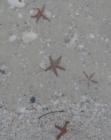 Starfish in the water