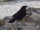 Black Bird on the Beach