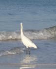 Snowy Egret loking for Breakfast