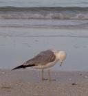 SeaGull 