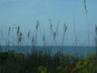 View through the Sea Grass