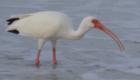 Hunting for Breakfast