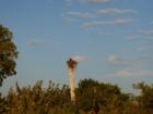 Osprey Nest on Barefoot Beach