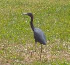 Tri Color Heron