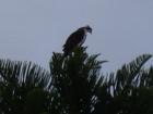 Osprey at top of tree
