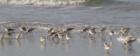 Birdies on the Beach