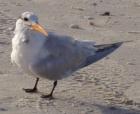 Bird on the beach