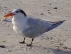 Her Tern on the Beach