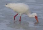 White Ibis hunting for Breakfast