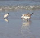 Birds at the Buffet