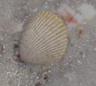 Shell of a morning