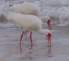 White Ibis on the Morning
