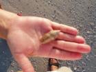 Live Olive Shell off the Beach