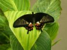 The Joseph L Popp Jr. Butterfly Conservatory 
      Oneonta, NY