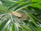 The Joseph L Popp Jr. Butterfly Conservatory 
      Oneonta, NY