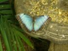The Joseph L Popp Jr. Butterfly Conservatory 
      Oneonta, NY