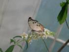 The Joseph L Popp Jr. Butterfly Conservatory 
      Oneonta, NY