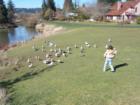 Summer Lake is a fun place for kids to feed Seagulls, ducks & geese.