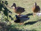 Summer Lake ducks are willing to get pretty close for a free meal.