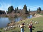 This seagull actually caught that flying bread right out of the air!
