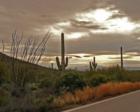 Westerly view from Gates Pass Road