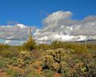 Stand of Saguaro, Tucson Mountain Park