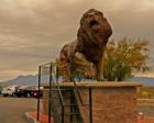 Lion sculpture graces the parking lot of Tucson's International Wildlife Museum