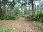 Bayard Conservation Area. You can hike, camp, horseback ride and bicycle. Some trails lead to the St Johns River, where you can view the Shands bridge.