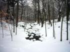 A stream in Dogtown - Gloucester