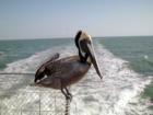 Capt. Tony's Fishin' Express. 
      