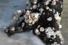 Shelling on the beach.
