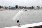 Ft. Myers Pier.