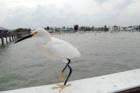 Ft. Myers Pier