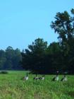 the geese on Mill Creek Road 2007