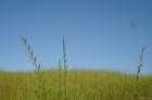 Landscape at THE COTSWOLDS in Auburn, a place to live - SUMMER