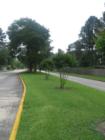 This is the view coming down Champion  Forest in to Memorial Northwest.  There are lots of hardwoods and pine trees.
