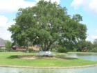 Although the development is relatively new, we have majestic, mature trees so rare in the Katy Area, providing plenty of shade and beauty distinctive to Grand Lakes.