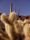 Arizona flora: Saguaro, Ocotillo & Teddy Bear Cholla