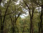 Here at King Oaks we have it all. Views that you can see for miles. This is better than the Hill Country because you can actually dig in the sandy loam soil and not have to chissel the rock.