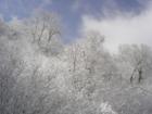 Glistening Trees Covered in Snow and Ice