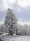 Snow Covered Tree