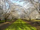 An almond orchard in bloom just west of Turlock.  March 2008