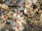 A honey bee pollinating an almond tree in an orchard just west of Turlock.   March 2008