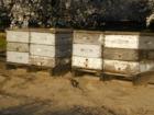 Bee boxes in an almond orchard just west of Turlock.  Bees are vital to the agriculture industry.  March 2008