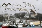 Seagulls at Jodrey State Fish Pier - Gloucester