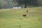 Cherokee County