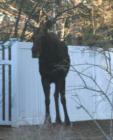 A Beautiful Creature Visited Hayden View Estates Today (3-9-3008).
