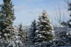 Gorgeous Trees Dripping With Winter Magic